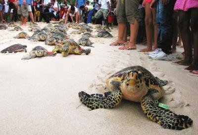 玳瑁和海龟的区别 [图文]福州渔民意外捕到玳瑁海龟