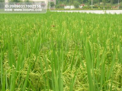 深处种菱浅种稻的含义 深处种菱浅种稻，不深不浅种荷花