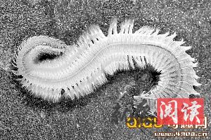 亚特兰蒂斯巨型水族馆 [多图]英国水族馆巨型奇怪蠕虫袭击珊瑚虫