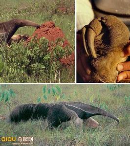 世界十大奇特动物 [多图]十大最为奇特的食蚁兽