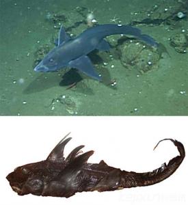 盘点世界上最怪异的人 盘点全球最怪异的动物 幽灵鲨和无鳞鱼