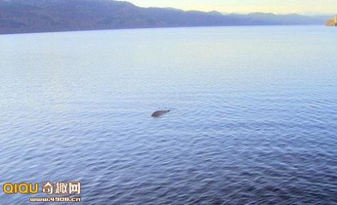 尼斯湖水怪照片 [图文]史上最清晰的尼斯湖水怪照片