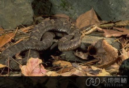 中国境内的毒蛇 中国境内十大著名毒蛇 最毒竟是它？