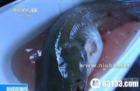 渔民钓起巨型鲶鱼 渔民意外捕获87斤巨型怀头鲶鱼