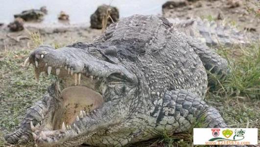 食人鱼大战鳄鱼 非洲超级食人鳄鱼已夺二十人性命（图）