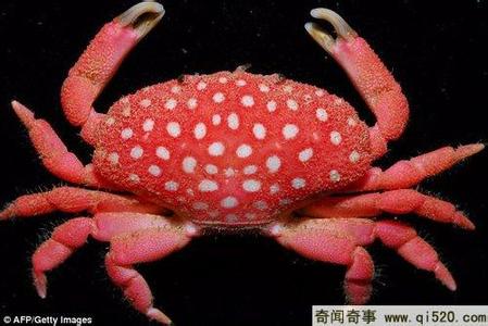 螃蟹和草莓能一起吃吗 台湾发现外形像草莓的草莓螃蟹（图）