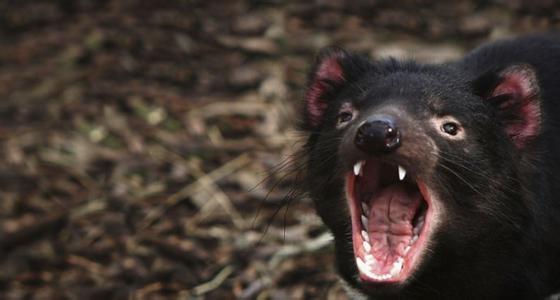濒临灭绝的野生动物 澳大利亚野生袋獾濒临灭绝
