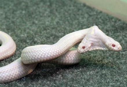 美国白化双头蛇 发现奇特的白化动物 双头蛇