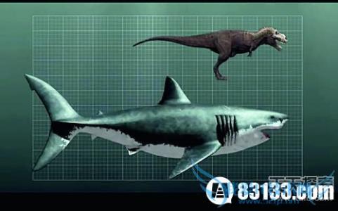 巨齿鲨大战史前抹香鲸 渔船深海遇袭 史前巨齿鲨生死谜