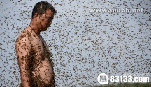 蜜蜂中的蜂王是什么 高手在民间！世界蜂王20多万蜜蜂攀附全身