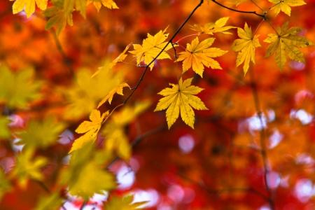 《秋天的颜色》诗歌 秋天的颜色