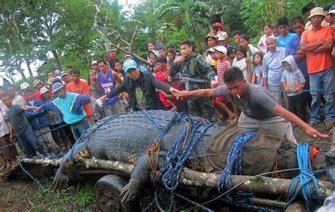 菲律宾渔民地震后捕获 菲律宾捕获有史以来最大鳄鱼（图）