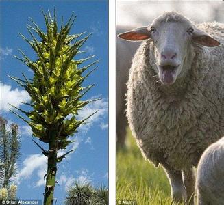 食羊树 英国＂食羊树＂开花可捕杀绵羊等家畜