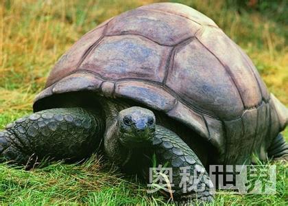 寿命最长的龟1300年 世界上寿命最长的龟（图）