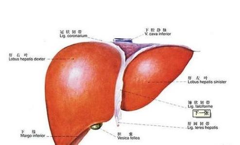 怎样保护肝脏 教你怎样保护自己肝脏
