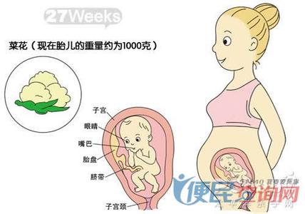 孕27周胎儿发育情况 怀孕27周 怀孕27周胎儿发育与妈妈变化