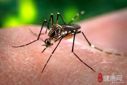 蚊子性别怎么区分 蚊子的性别怎么区分？吸血的蚊子是公还是母？