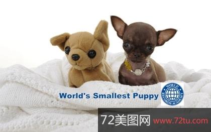 世界上最小的国家 世界记录保持者 世界上最小的狗