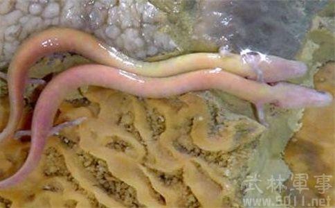 全球十大神秘天坑 洞螈领衔全球十大最神秘的无眼动物