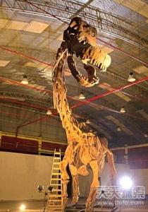 阿根廷龙化石 阿根廷现世界最大恐龙化石 站立20米77吨！