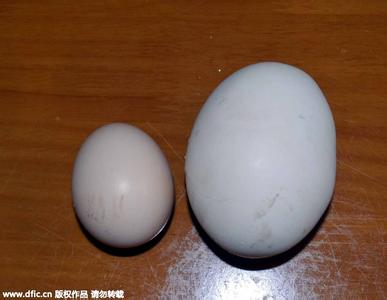 村民发现罕见蜘蛛 村民获重达到半斤的鸡蛋 罕见蛋中有蛋