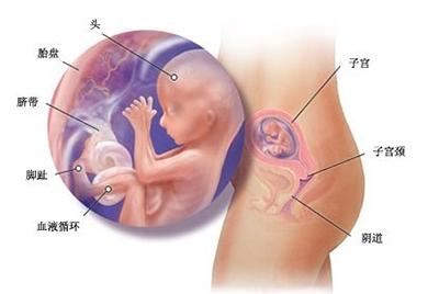 怀孕第四个月注意事项 怀孕四个月男胎儿图 怀孕4个月注意事项