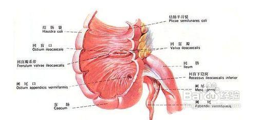 右下腹部隐痛的原因 右下腹部隐痛原因