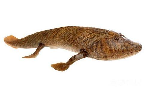 活化石肺鱼 肺鱼 四足动物从水进入陆地的“活化石”（图）
