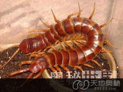 秘鲁巨型蜈蚣 世界10大巨型蜈蚣 秘鲁越南巨人蜈蚣