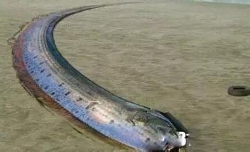 巨型海蛇 千年前海蛇记录曝光 巨型皇带鱼？