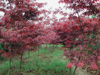 美国红枫习性特点和生态特征及种植方法