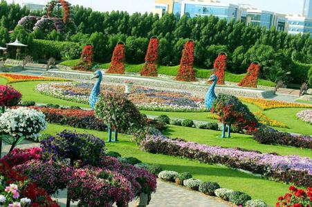迪拜奇迹花园 迪拜建世界最大花园------奇迹花园