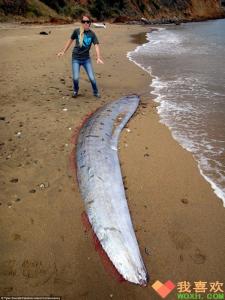 巨型ufo飞船惊现海滩 洛杉矶海滩惊现一条5米长的巨型皇带鱼尸体