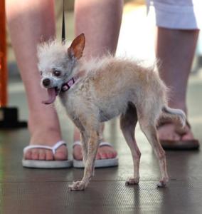 世界上最丑陋的女人 世界上最丑的狗“尤达”去世