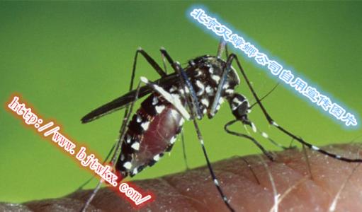 绿色的蚊子有毒吗 白纹伊蚊 有毒的蚊子长什么样子？