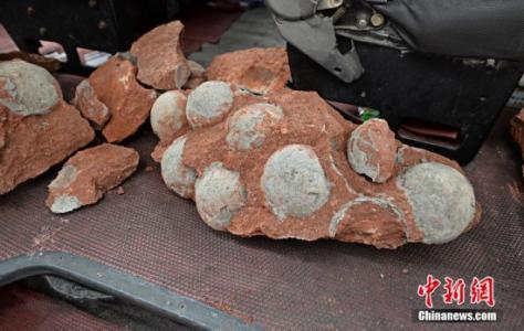 河源恐龙蛋化石价格 广东河源闹市区挖出43枚恐龙蛋化石