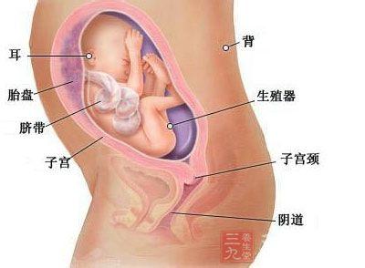 怀孕七个月胎儿图 怀孕七个月胎儿图 怀孕7个月妈妈的变化