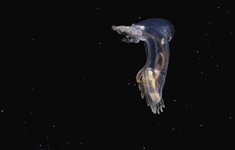 深海中6种怪异的鲨鱼 9000米深海 你从未见过的怪异动物