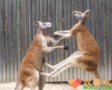 澳大利亚袋鼠 澳大利亚拳击袋鼠走红 身高2米通人性