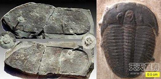 地外文明存在的证据 地外文明证据 太古地层中有人类脚印