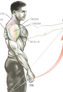 三角肌前束锻炼方法 怎样锻炼三角肌前束