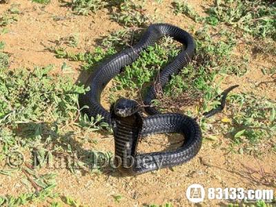 黑颈射毒眼镜蛇 黑颈喷毒眼镜蛇！盘点世界上最著名的7种毒蛇