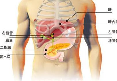 肝硬化肝脏缩小 肝硬化早期症状 3个症状预示肝脏不再健康