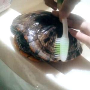 乌龟的脚趾断了怎么办 怎样给乌龟洗澡