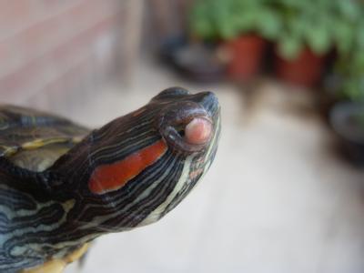 小乌龟眼睛红肿怎么办 乌龟眼睛肿怎么办