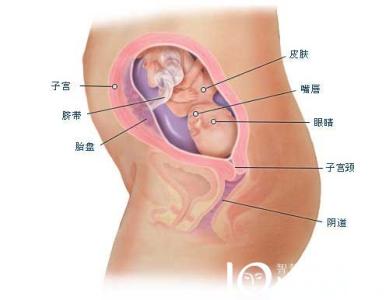 孕妇四个月肚子多大 怀孕四个月肚子有多大 孕期需要哪些营养