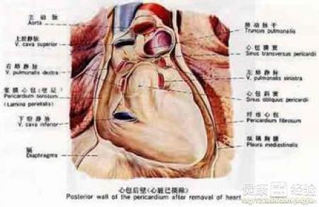 心脏早搏有什么危害 心脏早搏的危害 心脏早搏如何治疗
