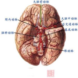 中枢神经系统感染ppt 中枢神经系统感染 中枢神经系统感染-病理，中枢神经系统感染-治