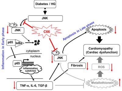 糖尿病基因检测 JNK JNK-定义，JNK-JNK基因糖尿病的秘密