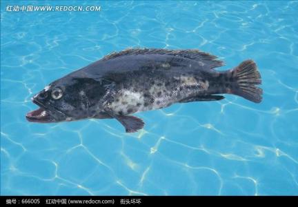 青石斑鱼 青石斑鱼 青石斑鱼-基本信息，青石斑鱼-[产地、产季]
